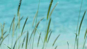 fabriek riet in natuur in de wind video