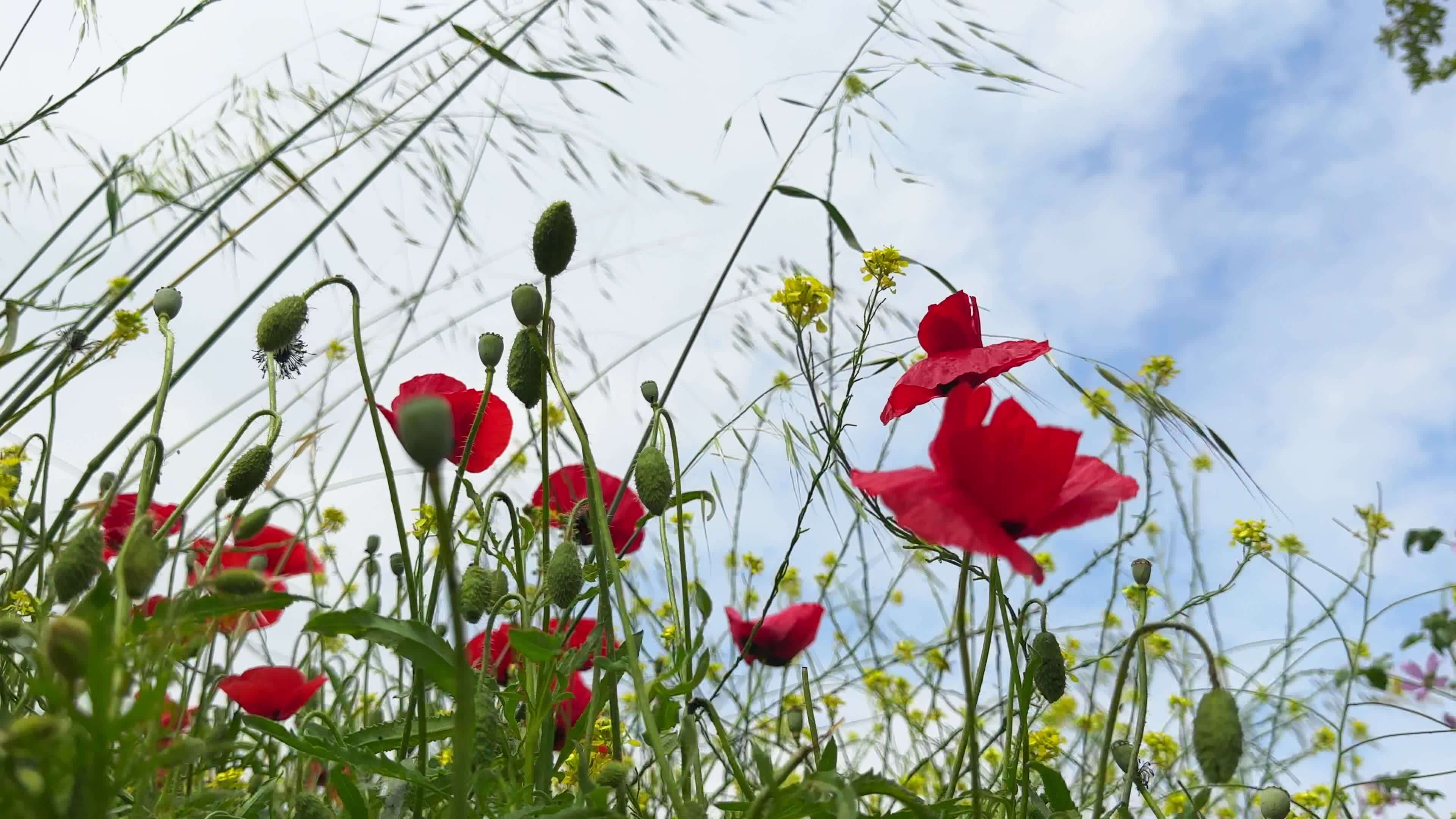 Plants and flowers dancing with the wind in nature 23789281 Stock Video