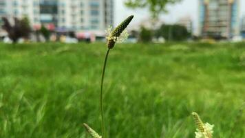 planten en bloemen dansen met de wind in natuur video