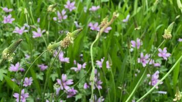 plantas y flores bailando con el viento en naturaleza video