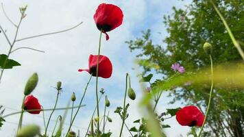 planten en bloemen dansen met de wind in natuur video