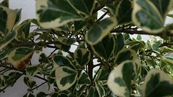 el mariposa secretario planta es un planta ese tiene el científico nombre ficus triangularis. esta planta tiene un verde base color con blanco fragmentos en el medio. porque de esta a rayas color video