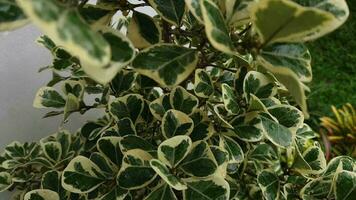 a borboleta banyan plantar é uma plantar este tem a científico nome ficus triangularis. isto plantar tem uma verde base cor com branco fragmentos dentro a meio. Porque do isto listrado cor video