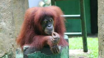 Footage of a Sumatran orangutan at  Zoo. The Sumatran orangutan is the rarest species of orangutan. The Sumatran orangutan lives and is endemic to Sumatra, an island located in Indonesia. video