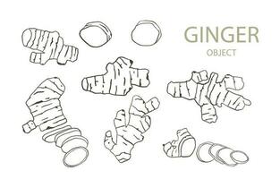 ginger line object for health on white background vector