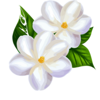 Jasmine icon png clipart free
