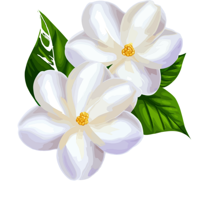 Jasmine PNGs for Free Download