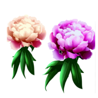 pion blomma ikon png ClipArt fri