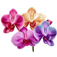 Orchids flower icon png clipart free