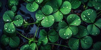 . Photo realistic illustration of top view green fresh clover leafes. Irish symbol. . Graphic Art