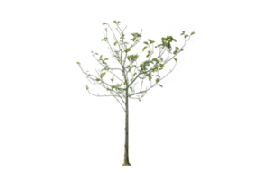 A tree shape and tree branch. Single green tree. png