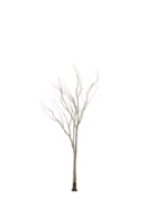 asciutto albero forma e albero ramo. singolo morto albero. png