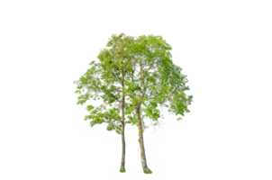 A tree shape and tree branch. Single green tree. png