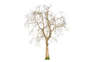 Dry tree shape and tree branch. Single dead tree. png