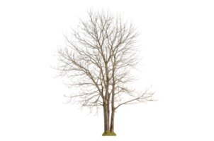 seco árbol forma y árbol rama. soltero muerto árbol. png