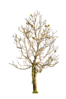 Dry tree shape and tree branch. Single dead tree. png