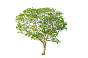 A tree shape and tree branch. Single green tree. png