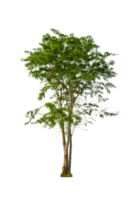 un' albero forma e albero ramo. singolo verde albero. png