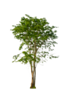 A tree shape and tree branch. Single green tree. png