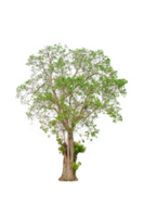 A tree shape and tree branch. Single green tree. png