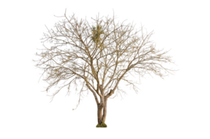 asciutto albero forma e albero ramo. singolo morto albero. png