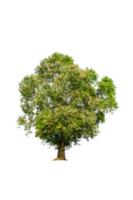 un' albero forma e albero ramo. singolo verde albero. png