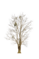 asciutto albero forma e albero ramo. singolo morto albero. png