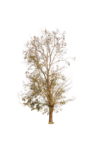 asciutto albero forma e albero ramo. singolo morto albero. png