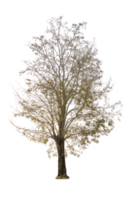 Dry tree shape and tree branch. Single dead tree. png