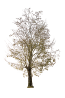 asciutto albero forma e albero ramo. singolo morto albero. png