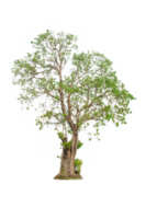 A tree shape and tree branch. Single green tree. png