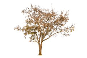 Dry tree shape and tree branch. Single dead tree. png