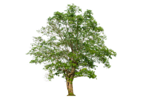 ein Baum gestalten und Baum Ast. Single Grün Baum. png