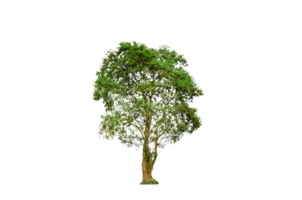 A tree shape and tree branch. Single green tree. png