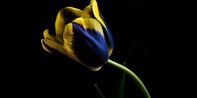 . . Blue and yellow aesthetics beautiful tulip flower in color of Ukraine. Romantic love vibe. Graphic Art photo