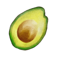 acquerello botanico clipart con avocado png