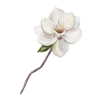 acuarela botánico clipart con blanco magnolia modelo png