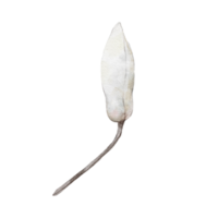 waterverf botanisch clip art met wit magnolia patroon png