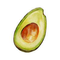acuarela botánico clipart con aguacate png