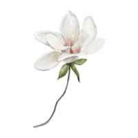 vattenfärg botanisk ClipArt med vit magnolia mönster png
