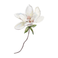 acuarela botánico clipart con blanco magnolia modelo png