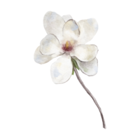 acuarela botánico clipart con blanco magnolia modelo png