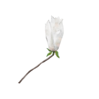 acuarela botánico clipart con blanco magnolia modelo png