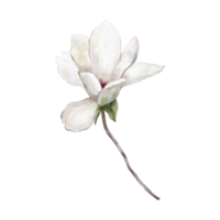 vattenfärg botanisk ClipArt med vit magnolia mönster png