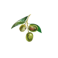 aguarela ilustração com verde Oliva ramo png