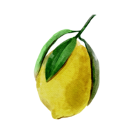 acquerello cibo clipart con Limone png