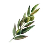 Watercolor illustration with green olive branch png