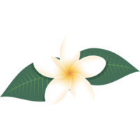 le nationale fleur de Laos png