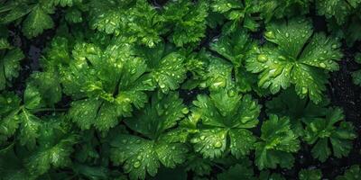 . . Macro photorealistic shot illustration of eco organic parsley background. Healthy green store vibe. Graphic Art photo