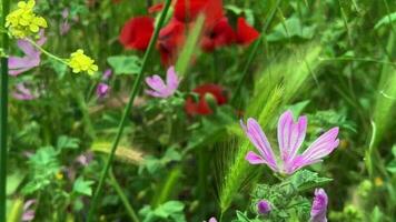 plantas y flores bailando con el viento en naturaleza video